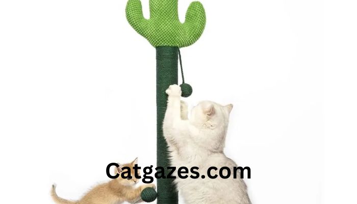 5 scratching posts for the enjoyment of the Sphynx cat