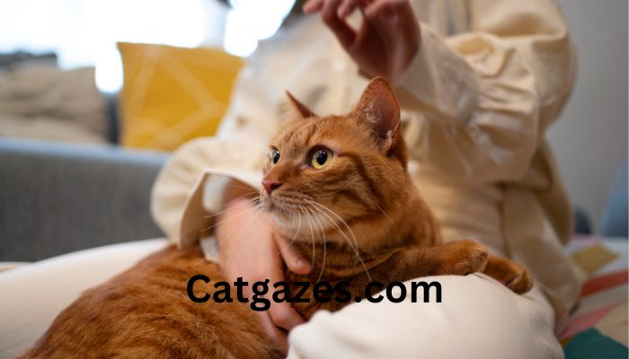 How to understand if your cat has a toothache?