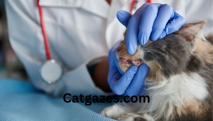 How to understand if your cat has a toothache?